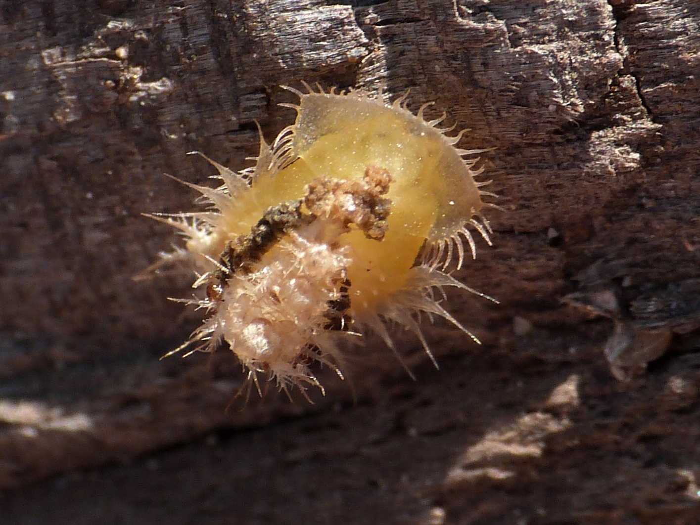 Pupa di Cassida sp.